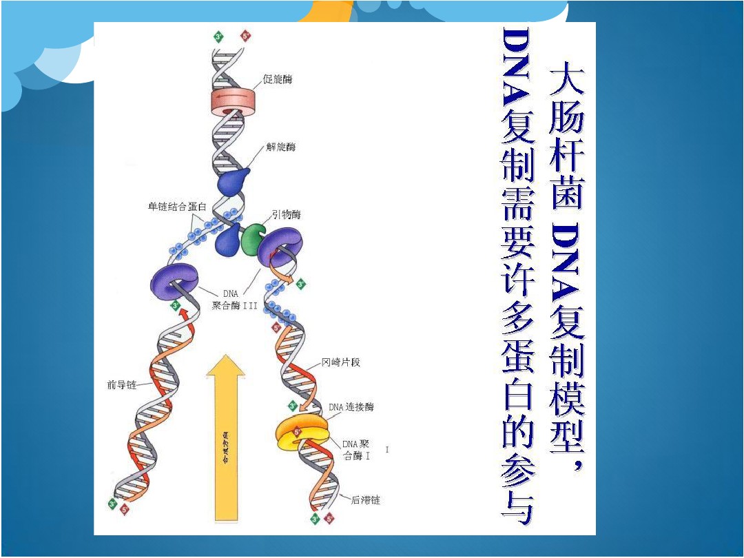 体外pcr 扩增和体内dna 复制 图文 百度文库