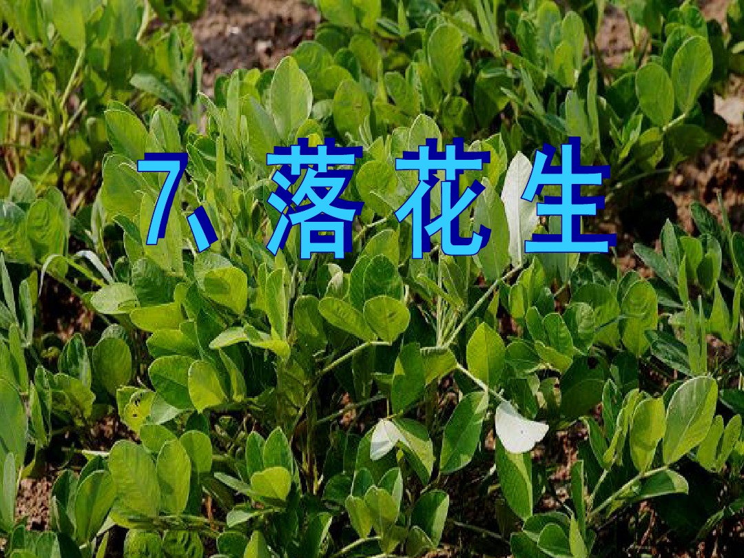 15落花生 图文 百度文库