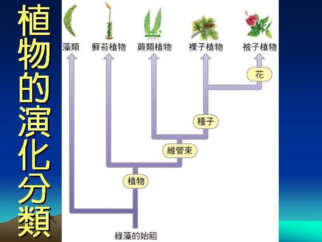第六节植物界 图文 百度文库