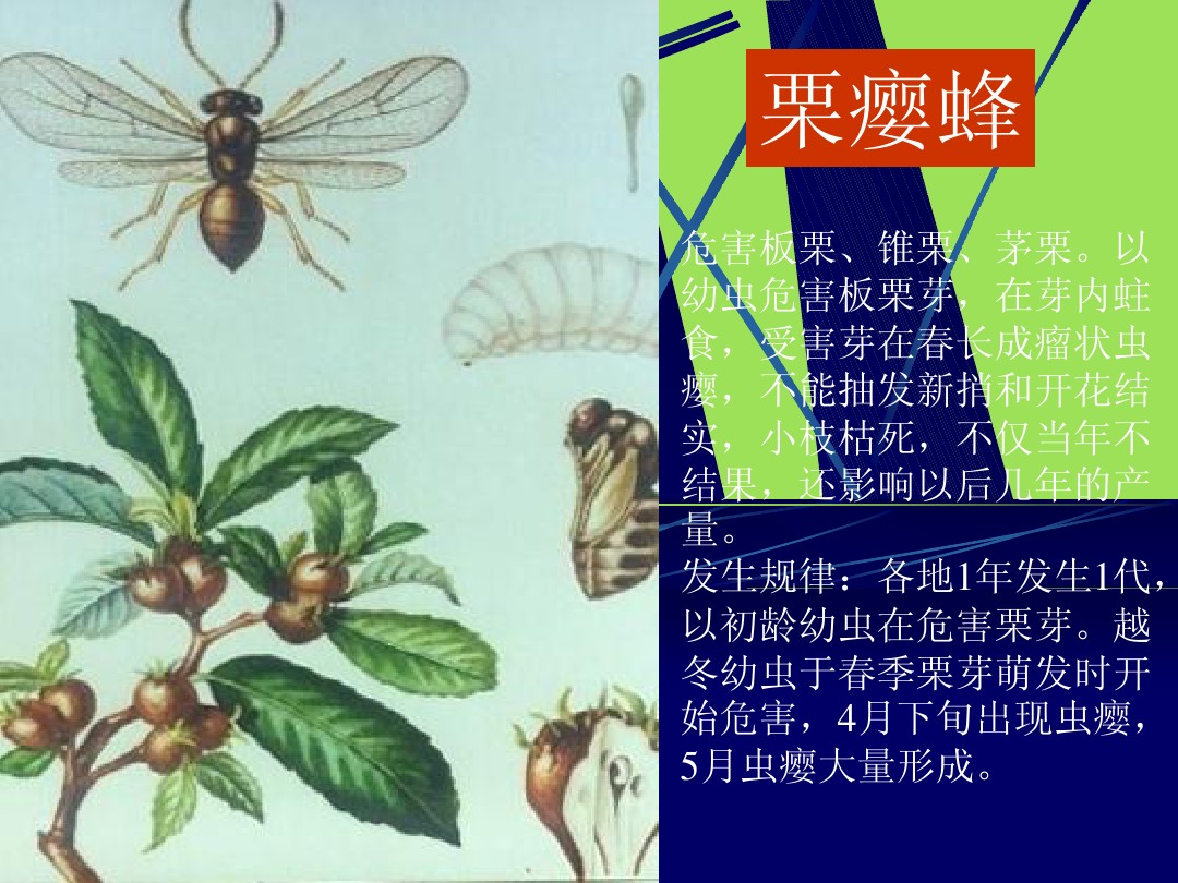 植物病虫害讲稿1 图文 百度文库