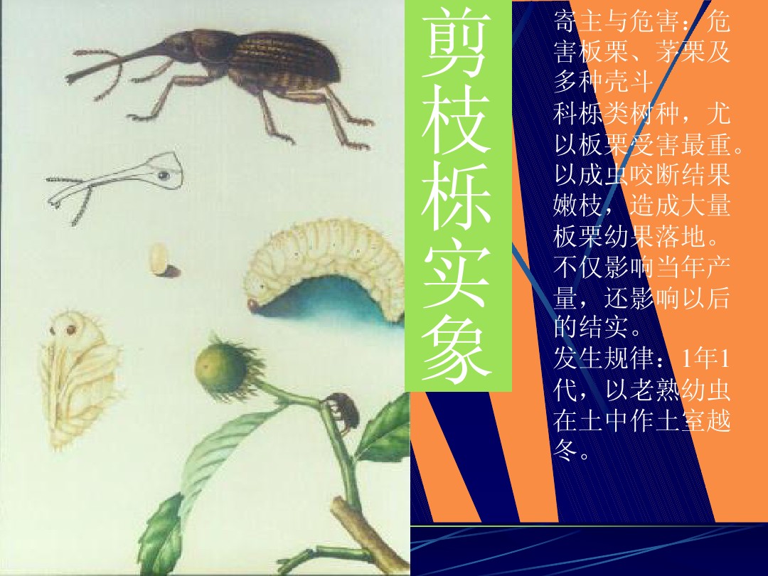 植物病虫害讲稿1 图文 百度文库