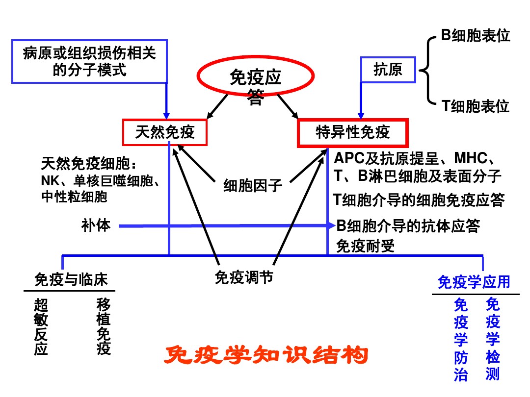 医学免疫学知识要点 图文 百度文库