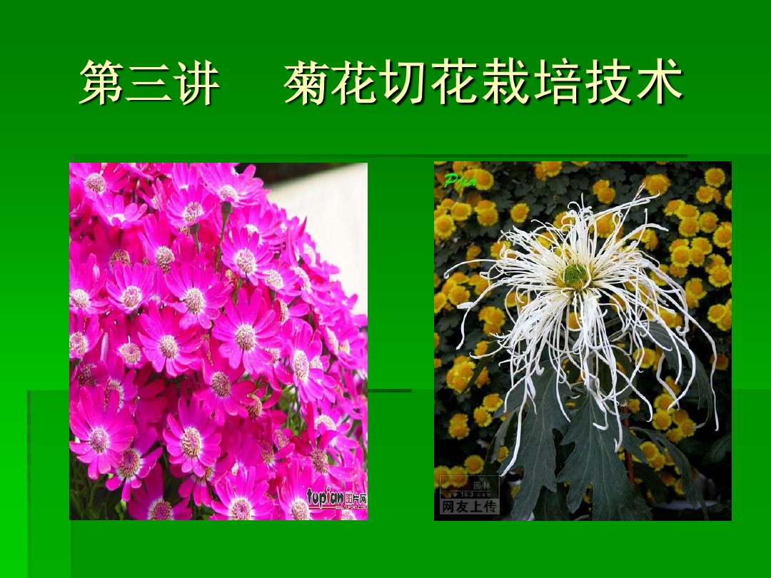 3讲菊花切花栽培技术 图文 百度文库