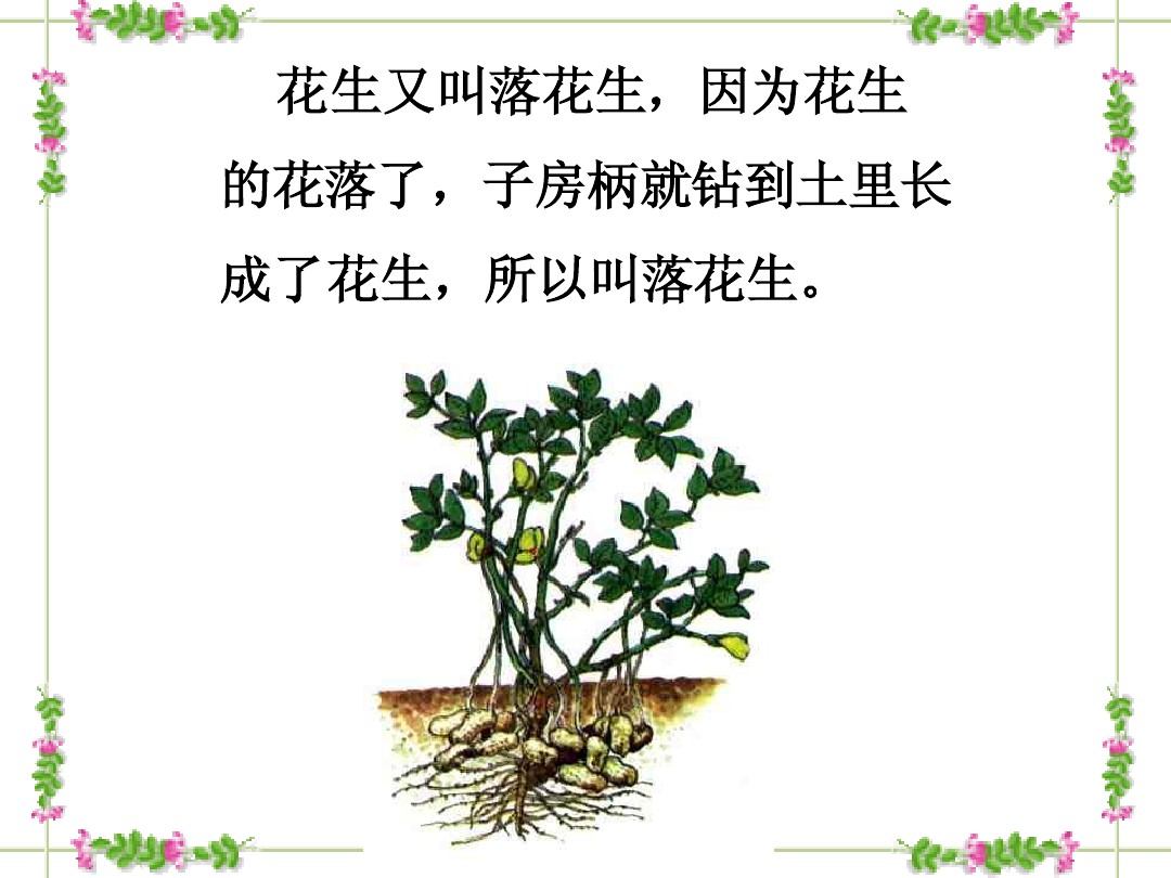 落花生 图文 百度文库